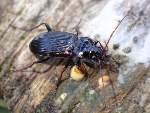 Réf. 297 581 : Nebria brevicollis